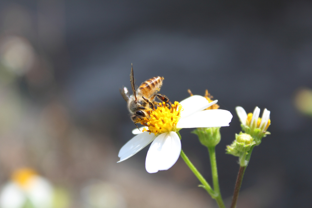 蜜蜂在大花咸豐草採蜜，除了蜂農樂見，大花咸豐草也獲得雜交保存優良基因的機會。 圖片來源│sclereid0309