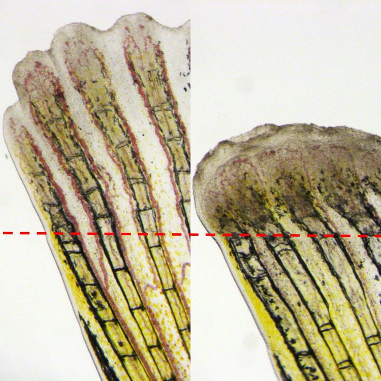 紅線是斑馬魚尾鰭被截斷的部位，一般的斑馬魚會再生尾鰭(左圖)，但基因突變的班馬魚會失去再生能力(右圖)。陳振輝團隊藉由誘發基因突變，找出是哪個基因出問題？也許就是觸發再生機制的關鍵。圖片來源│Chen et al., (2015). Transient laminin beta 1a induction defines the wound epidermis during zebrafish fin regeneration. PLoS Genet 11 (8), e1005437.