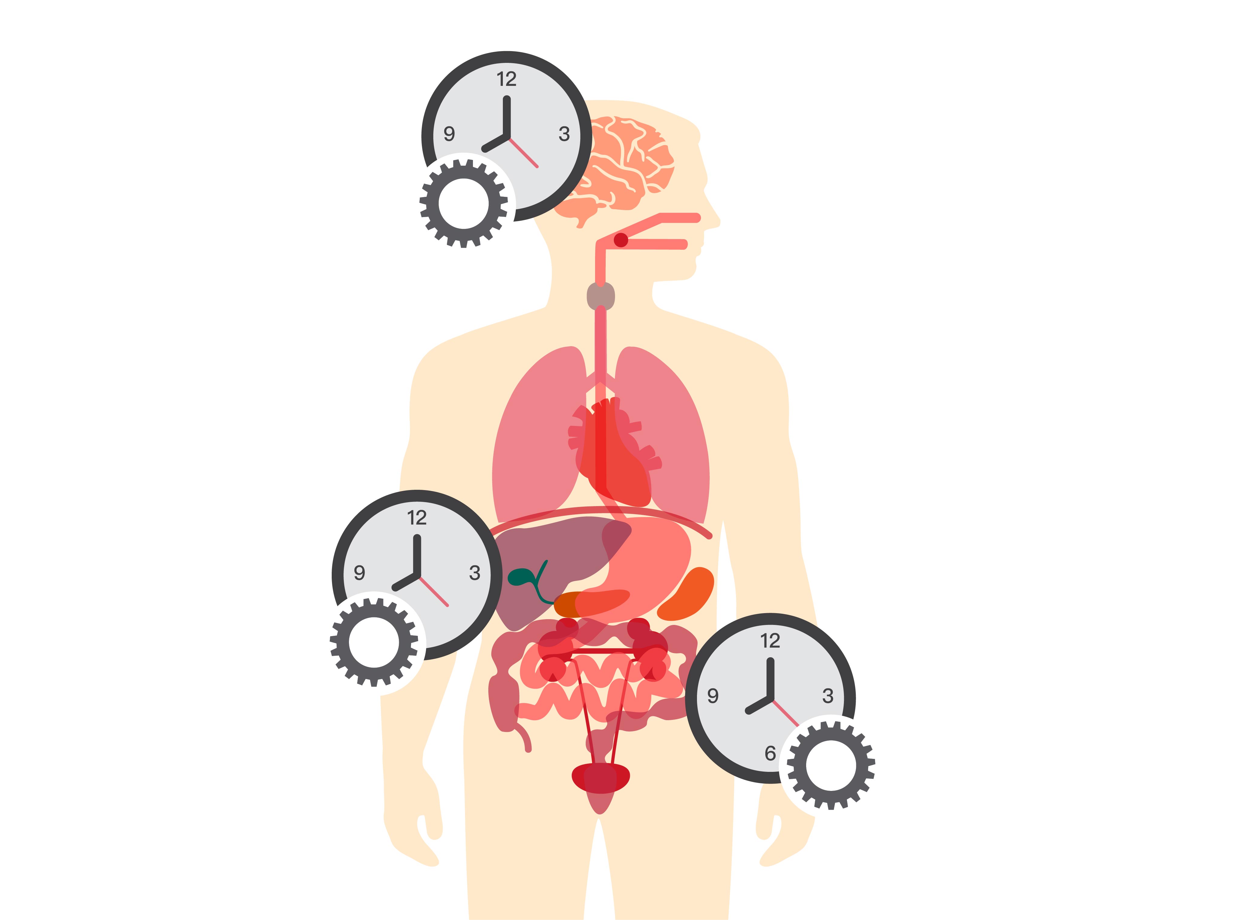 大腦是主要的生理時鐘，但體內各器官也有自己的生理時鐘，彼此會交互影響。 圖片來源│iStock 圖說重製│張語辰