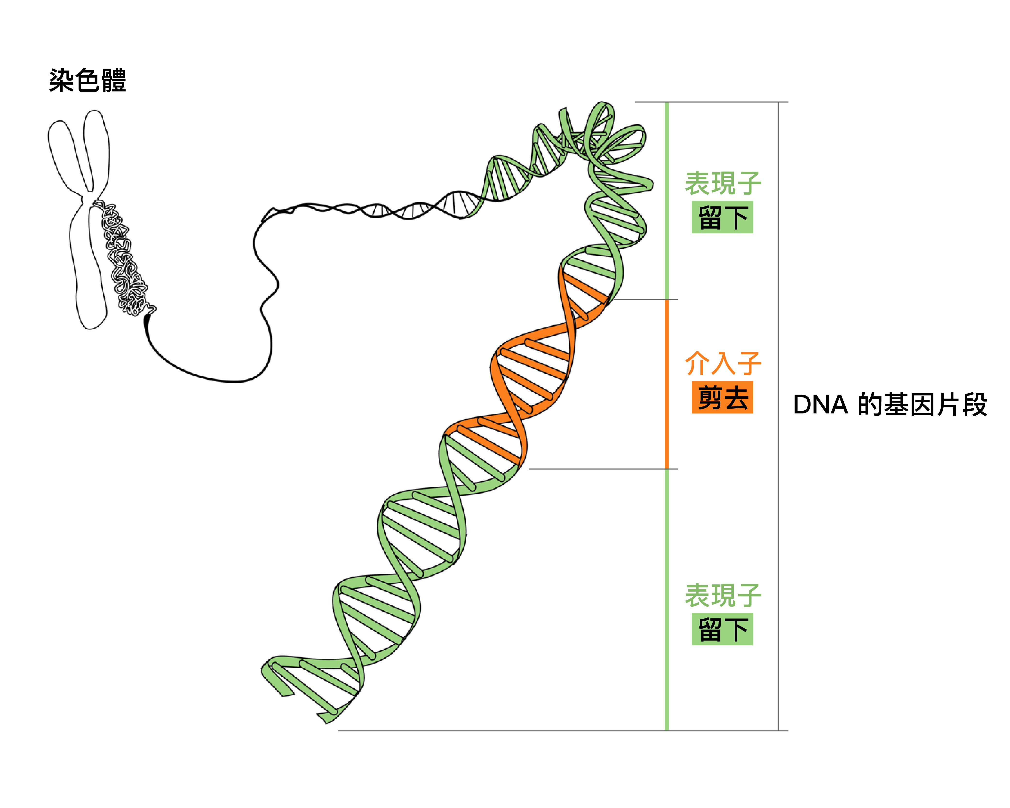 DNA 基因片段，分為表現子 (Exon) 和介入子 (Intron)。 資料來源│鄭淑珍 圖說重製│林婷嫻、張語辰