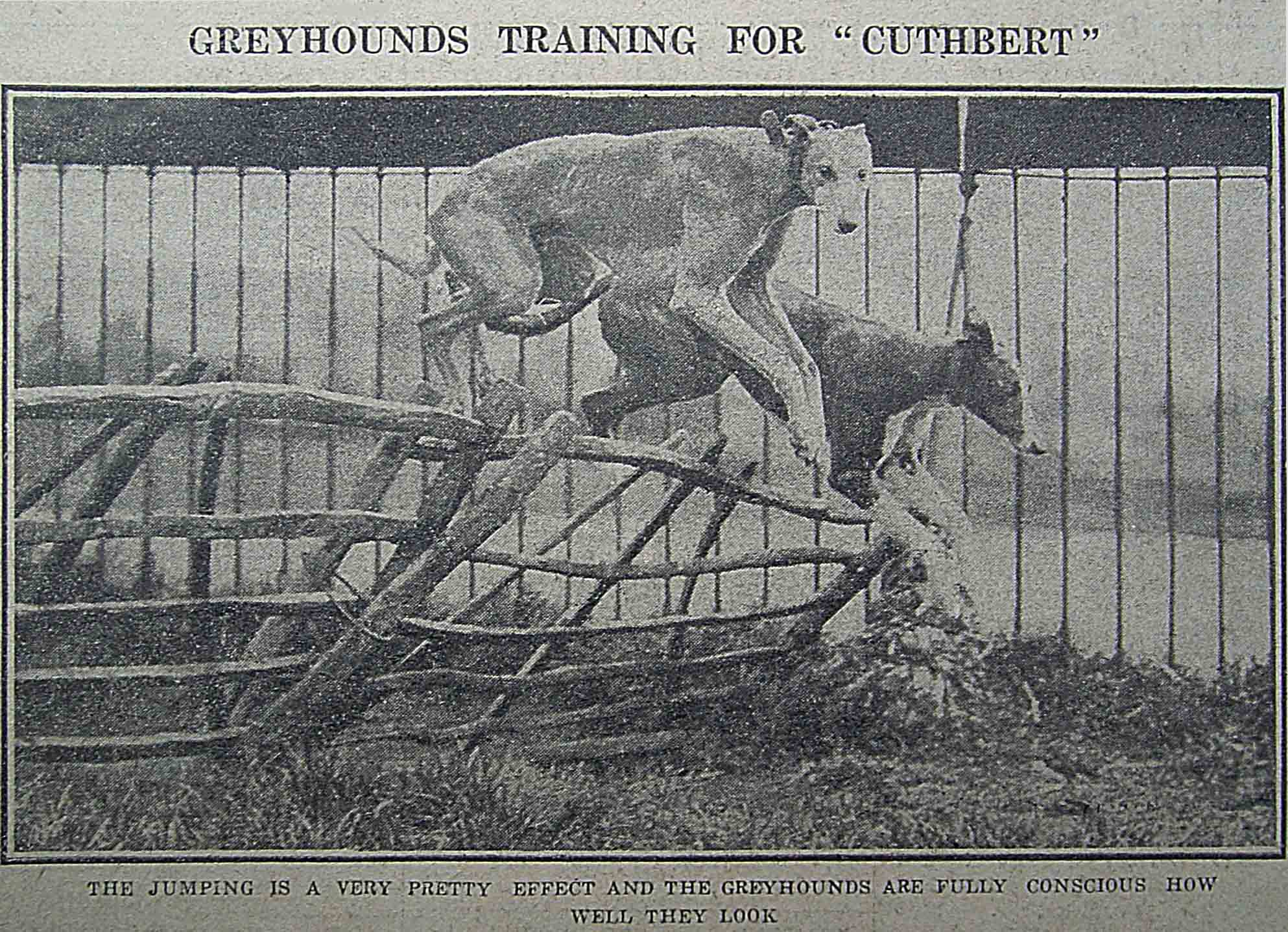 靈緹犬的身形瘦長，輕輕一躍，就優雅地跳過障礙。 資料來源│North China Daily News, 28 May 1928, p.12
