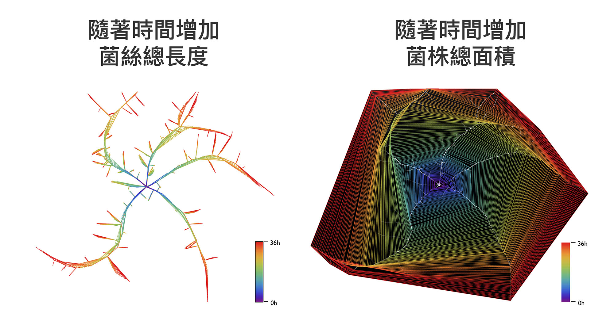 薛雁冰團隊發展的電腦視覺技術，可以明確地計算真菌隨著時間生長的菌絲長度、菌株面積。圖│ Guillermo Vidal-Diez de Ulzurrun,Tsung-Yu Huang,Ching-Wen Chang,Hung-Che Lin,Yen-Ping Hsueh(2019) Fungal feature tracker (FFT): A tool for quantitatively characterizing the morphology and growth of filamentous fungi. PLoS Comput Biol. 15 (10) : e1007428