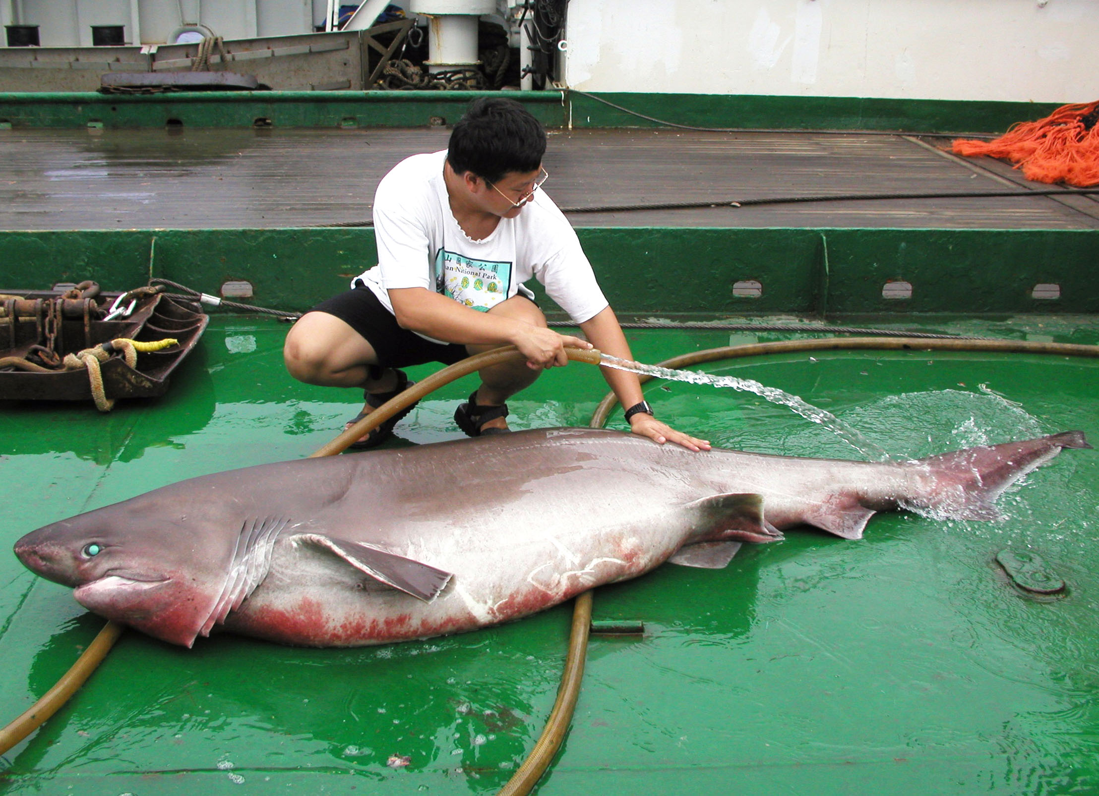李柏鋒在研究船上清理捕獲的鯊魚。圖片來源│李柏鋒提供