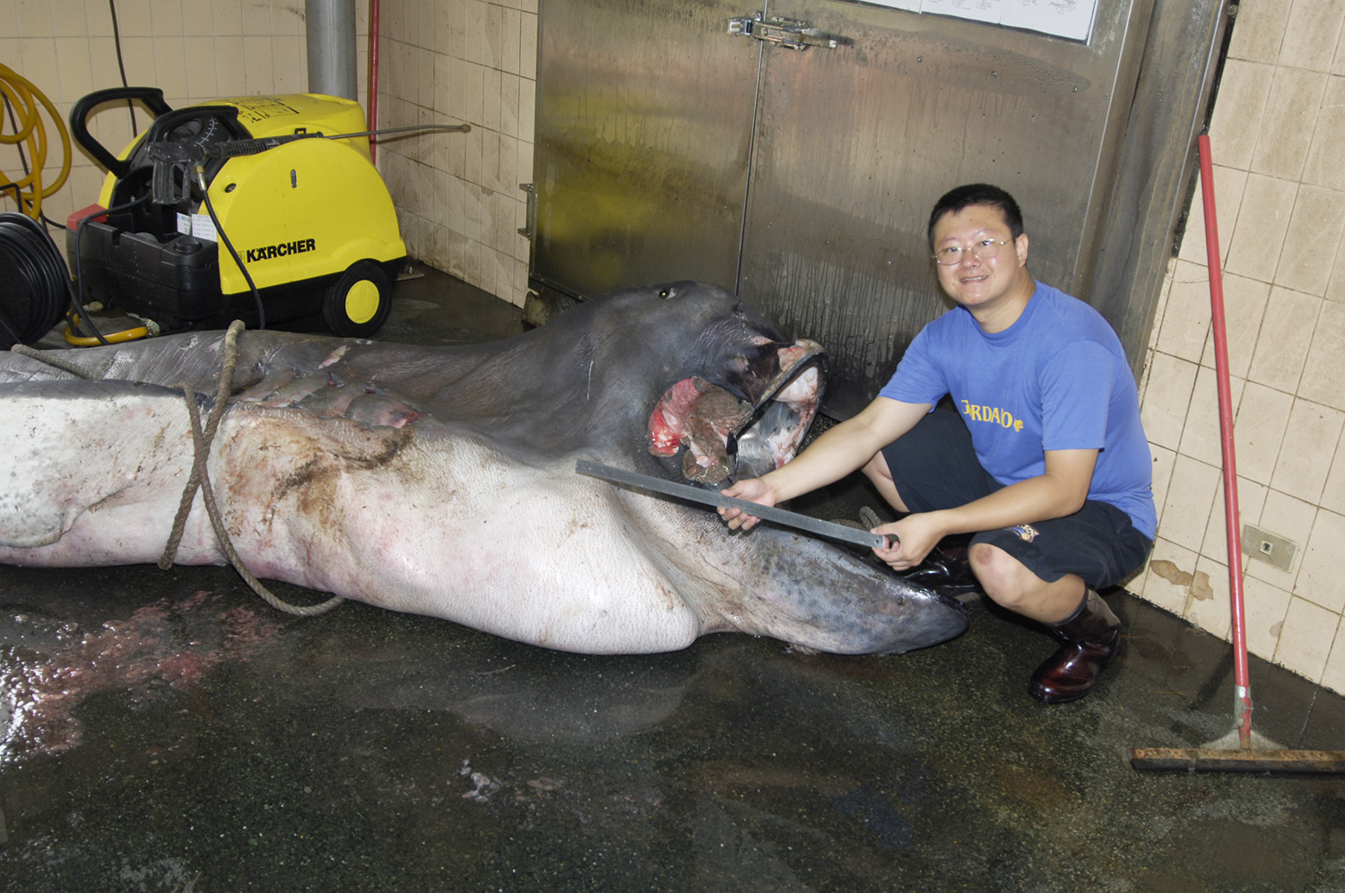 李柏鋒正在製作台灣第一隻巨口鯊標本。巨口鯊相當罕見，1976 年首度被人類發現，目前全世界收藏的標本還不到 20 尾。圖片來源│李柏鋒提供