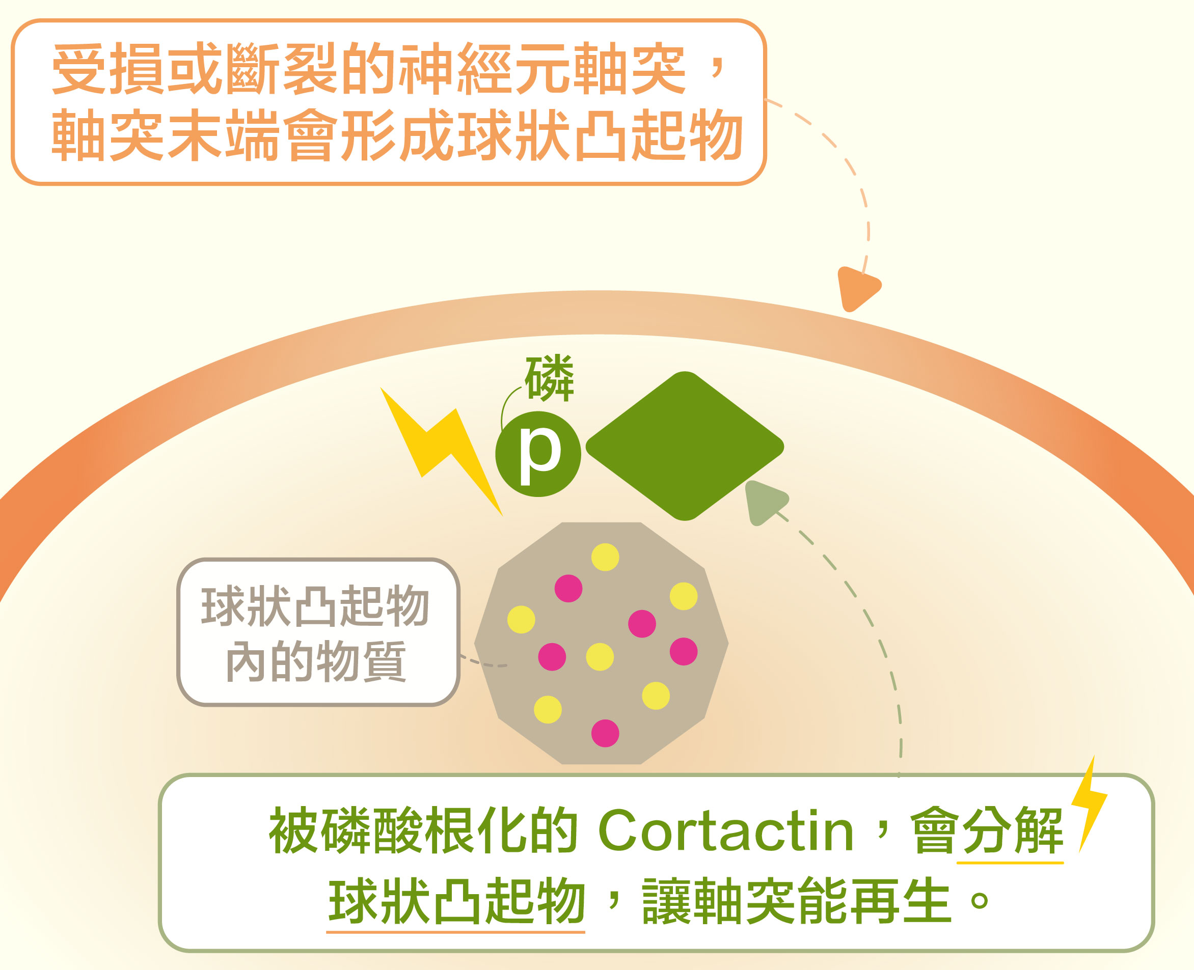 當 Cortactin 被磷酸根化，就會促使軸突末端的球狀凸起物分解，讓斷裂的軸突可以重新生長。資料來源│洪上程圖說重製｜黃曉君、林洵安