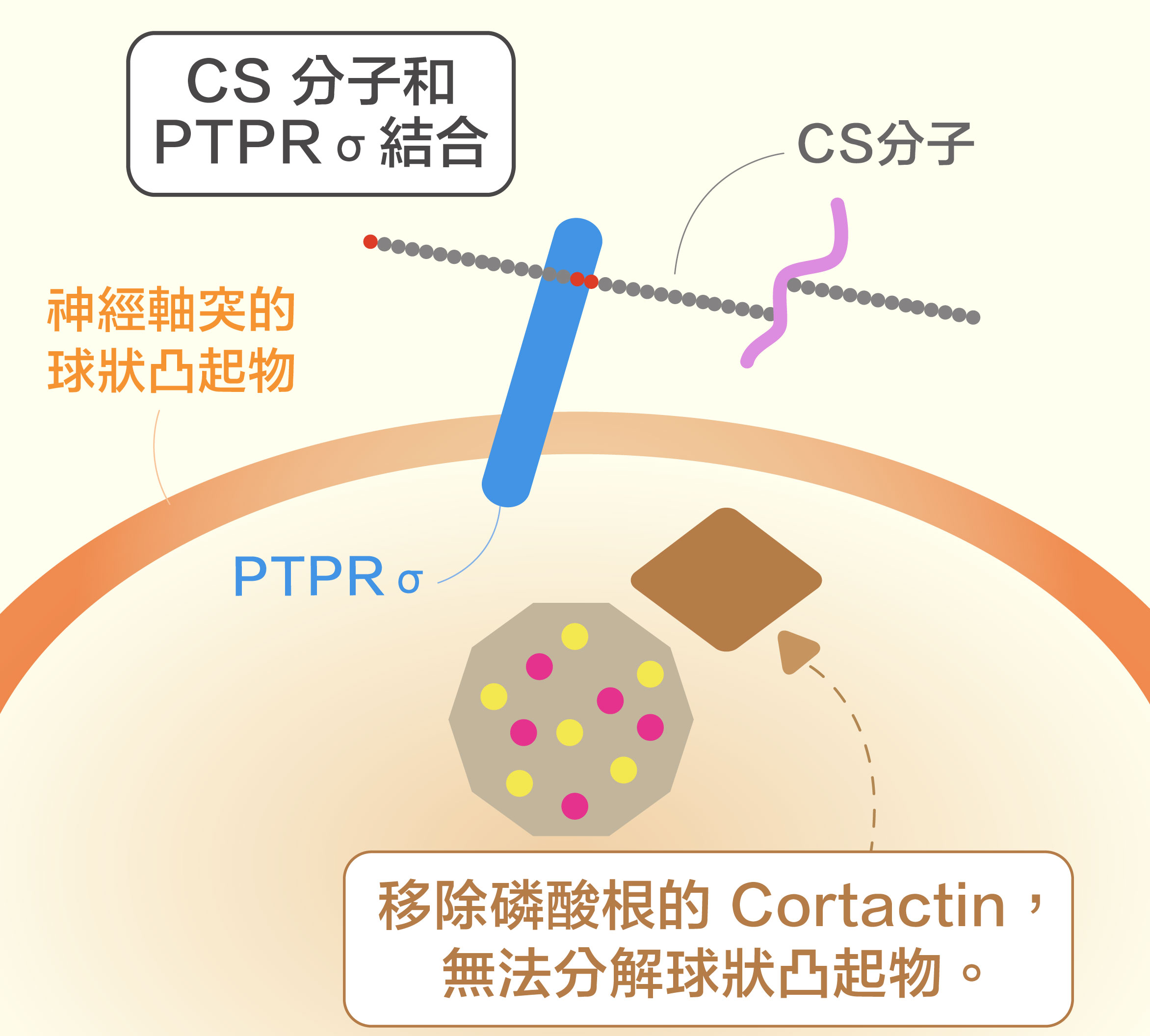 第一個新發現：CS 分子結合受器 PTPRσ，會移除 Cortactin 的磷酸根，阻礙神經元軸突再生。資料來源｜洪上程圖說重製｜黃曉君、林洵安