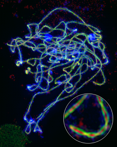 超高解析度螢光顯微鏡中，看到染色體上面的 綠色的DSY2 蛋白質、紅色的ZYP1，組合成聯會複合體。圖│王中茹提供