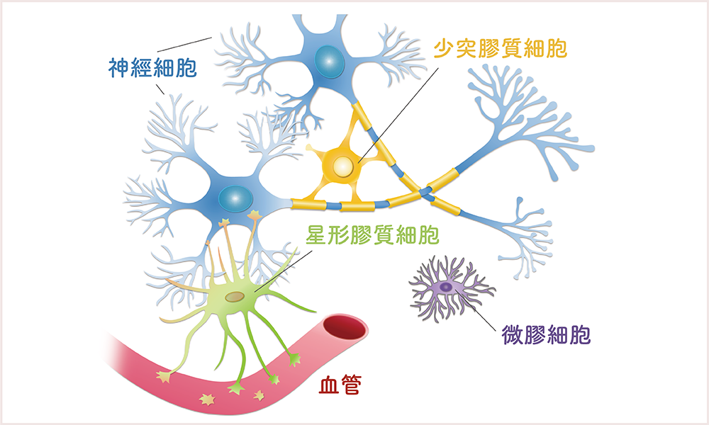 人腦中的神經網絡各司其職， 包含神經細胞、星形膠質細胞、血管、少突膠質細胞、微膠細胞 圖片來源│洪宗宏繪製