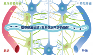 腦脊髓液流過神經網絡，幫助神經細胞代謝不好的蛋白質，例如造成失智症的類澱粉蛋白( A-β )。圖│洪宗宏繪製（圖│研之有物改編）