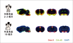 年輕的老鼠（左方腦切片）與年老的老鼠（右方腦切片），年老的老鼠腦脊髓液流通擴散的效果差很多。資料來源│Dr. Maiken Nedergaard , The nightlife of the brain (2/11 . 2015; NIH Seminar) （圖│研之有物改編）