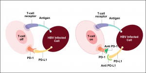 （左）HBV 感染細胞可透過表面的 PD-L1 連結 T 細胞表面的 PD-1，抑制 T 細胞。（右）透過 PD-1 抗體及 PDL-1 抗體阻斷連結， T 細胞可以保持活化，發揮免疫功能。資料來源│https://www.smartpatients.com 圖說重製│林任遠、張語辰