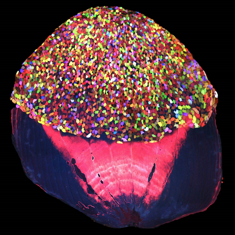 經過 Skinbow 處理的斑馬魚鱗片，不同細胞被標記不同顏色，在顯微鏡下觀察如同冰淇淋甜筒上的七彩糖珠。圖│Chen et al., (2016). Multicolor cell barcoding technology for long-term surveillance of epithelial regeneration in zebrafish. Developmental Cell 36 (6), 668-680.