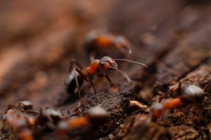Wilson 認為，螞蟻與人類分別是無脊椎、脊椎動物之中數量最多，這兩個物種取得優勢的原因是個體能夠合作，進而提高族群整體效益，成為最強勢的物種。圖│Mikhail Vasilyev