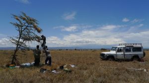 沈聖峰與團隊在肯亞 Mpala 保護區，實際觀測灰頭織巢鳥的合作繁殖行為。圖│沈聖峰