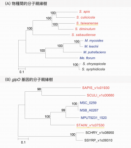 (A) 圖：若基因演化史為「垂直遺傳」，則親緣關係會像此圖。演化關係相近的物種，例如上方五個以紅色標示的螺旋菌質物種，在親緣樹上也會較接近。 (B) 圖：來自S. taiwanense 的基因 (STAIW_v1c07530) 跟其他的螺旋菌質體物種的基因(紅色)關係較遠，反而跟黴漿菌的基因(藍色)關係較近，推測可能是因為此基因是 S. taiwanense 自黴漿菌水平轉移而得到。 資料來源│Molecular Evolution of the Substrate Utilization Strategies and Putative Virulence Factors in Mosquito-Associated Spiroplasma Species (CC-BY-NC 授權)