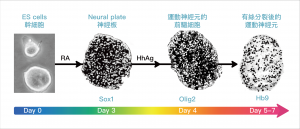 小鼠胚胎幹細胞 (ES cell) 在培養皿中，會根據外在訊號的濃度高低、生長因子的引導，演繹出不同的運動神經元前驅細胞，並進一步分化成不同的亞型 (subtype) 。圖│研之有物 (資料來源│陳俊安)