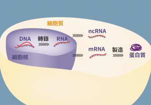 細胞內 DNA、RNA、蛋白質的機制。圖│研之有物