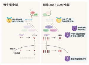 野生型小鼠(左)由於有 mir-17~92 抑制 PTEN 蛋白質，維持運動神經細胞正常運作。但剔除 mir-17~92 的小鼠，PTEN 蛋白質變多，甚至進入運動神經細胞裡、造成細胞凋零。圖│研之有物 (資料來源│Mir-17~92 Governs Motor Neuron Subtype Survival by Mediating Nuclear PTEN.)