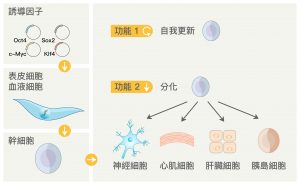 山中伸彌團隊發現，將四個基因表現到小鼠的皮膚纖維母細胞後，可以讓皮膚纖維母細胞重編程 (reprogramming) 為「誘導型多潛能幹細胞 (iPSC)」，而 iPSC 具有分化為身體各種細胞的多能性。 資料來源│多能性幹細胞，作者：陳彥榮 圖說重製│張語辰