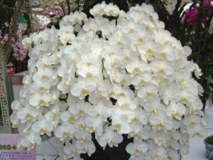 「臺灣阿嬤」──臺灣蝴蝶蘭 Phalaenopsis aphrodite Reichb.f. 有個特色，勾下來有許多朵花、如瀑布一般，臺糖公司培育的最高紀錄是可以長到二十幾朵。圖│施明哲