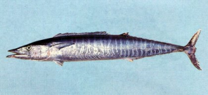 《熱蘭遮城日誌》中提到臺灣漁民捕捉的國王魚 (Kingfish)，其實就是土魠魚。 資料來源│臺灣魚類資料庫，魚類生態與演化研究室
