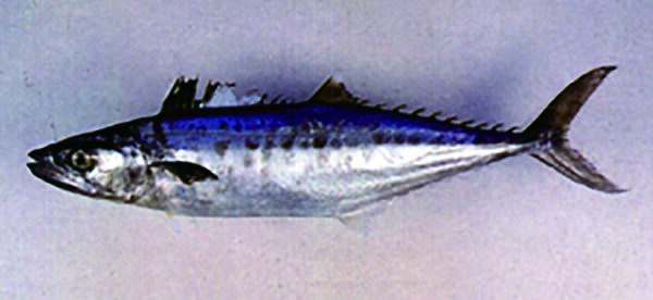 《熱蘭遮城日誌》中提到臺灣漁民捕捉的國王魚 (Kingfish)，其實就是土魠魚。圖│臺灣魚類資料庫，魚類生態與演化研究室