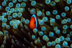 珊瑚礁城市的居民：小丑魚正置身於海葵的保護。圖│Lauriane