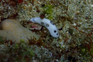 珊瑚礁城市的居民：裸鰓類 (Nudibranchia)，常被簡稱為海蛞蝓。圖│Lauriane