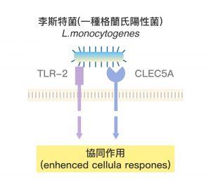 屬於格蘭氏陽性菌的李斯特菌 (L. Monocytogenes)，可以分別被嗜中性白血球和巨噬細胞上的 CLEC5A 與 TLR-2 受器偵測，兩個受器結合李氏特菌後，會在下游產生協同作用。圖│研之有物 (資料來源│謝世良)