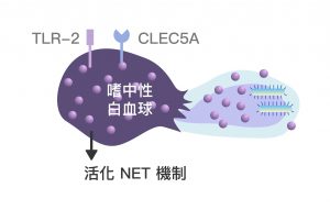 嗜中性白血球 CLEC5A 與 TLR-2 受器的協同作用，會活化 NET 機制，讓嗜中性球捨身攻擊病原體，並持續刺激免疫系統。圖│研之有物 (資料來源│謝世良)