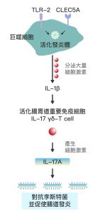 巨噬細胞上的 CLEC5A 與 TLR-2 受器協同作用，會活化發炎體 (Inflammasome) ，大量分泌細胞激素如 cytokine IL-1β，並活化腸胃道的重要免疫細胞 IL-17 γδ-T cell 。接著產生細胞激素 IL-17A，藉此對抗李斯特菌 (Listeria) 等病原體，並使腸道發炎。圖│研之有物 (資料來源│謝世良)