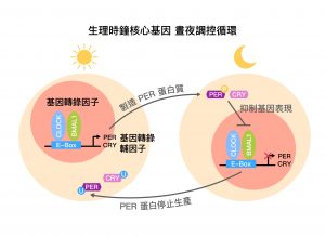 生理時鐘核心基因，晝夜調控循環示意圖 (core circadian feedback loop) 。圖│研之有物 (資料來源│黃雯華)