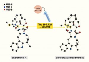 okaramine 化合物結構。放入試管的 OkaE 酶就像樂高關節，將原本分離的兩個碳原子催化組合成四環 (黃圈處)。圖│研之有物 (資料來源│Biosynthesis of Complex Indole Alkaloids: Elucidation of the Concise Pathway of Okaramines.)