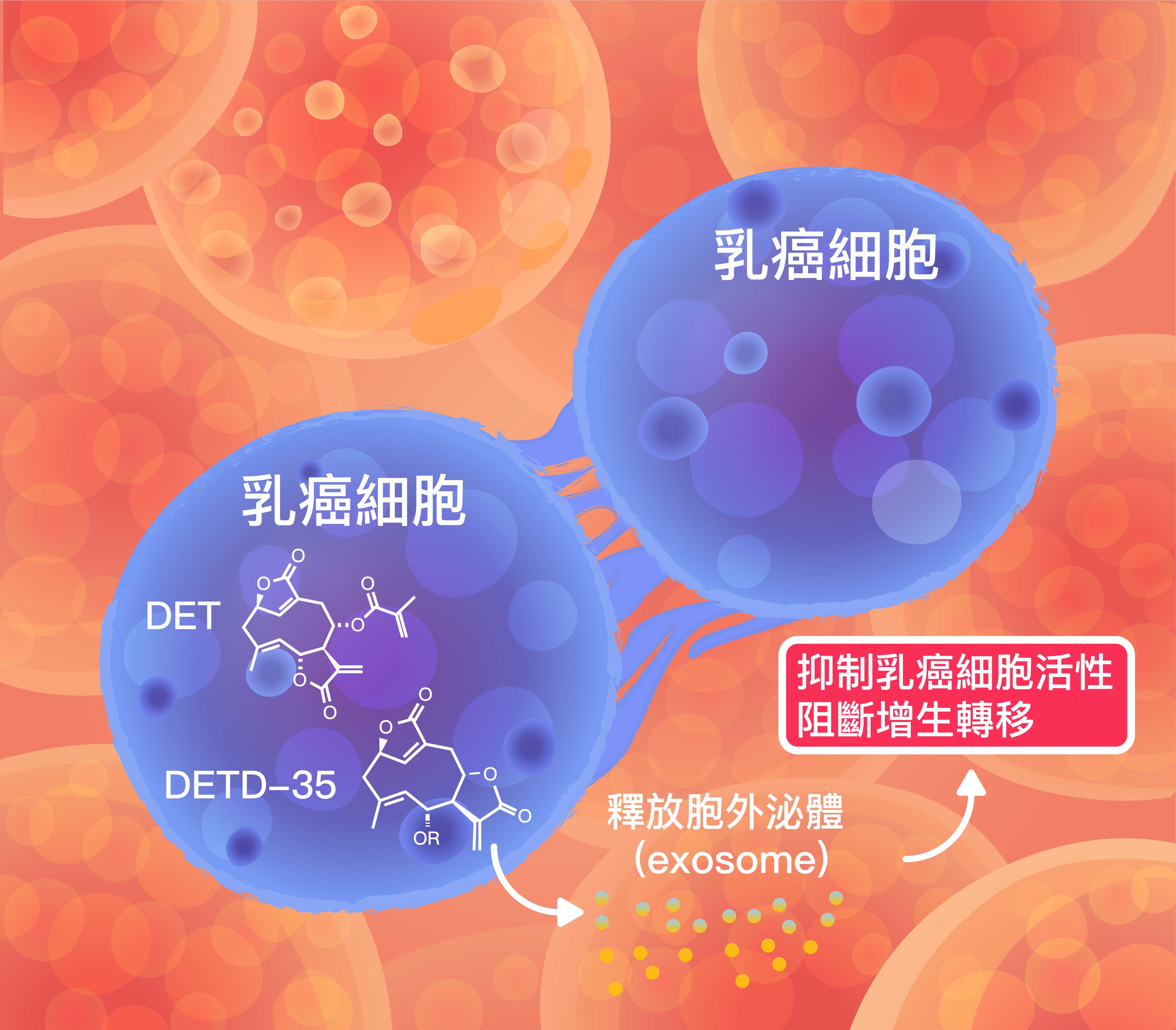 想像示意圖：乳癌細胞經由地膽草 DET 成分處理，改變胞外泌體的蛋白質成分，進而阻斷癌細胞增生。圖│研之有物 (資料來源│徐麗芬)