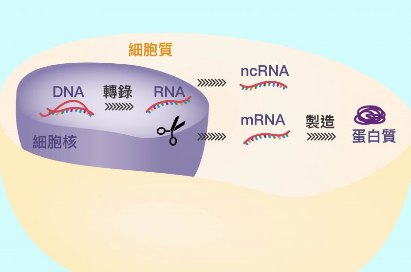 DNA 會先轉錄成 RNA ，再剪接加工為成熟 mRNA，並送去細胞質轉譯製造蛋白質 (圖中剪刀為 RNA 剪接的示意位置)。圖│研之有物