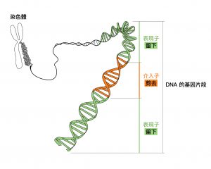 DNA 基因片段，分為表現子 (Exon) 和介入子 (Intron)。圖│研之有物 (資料來源│鄭淑珍)