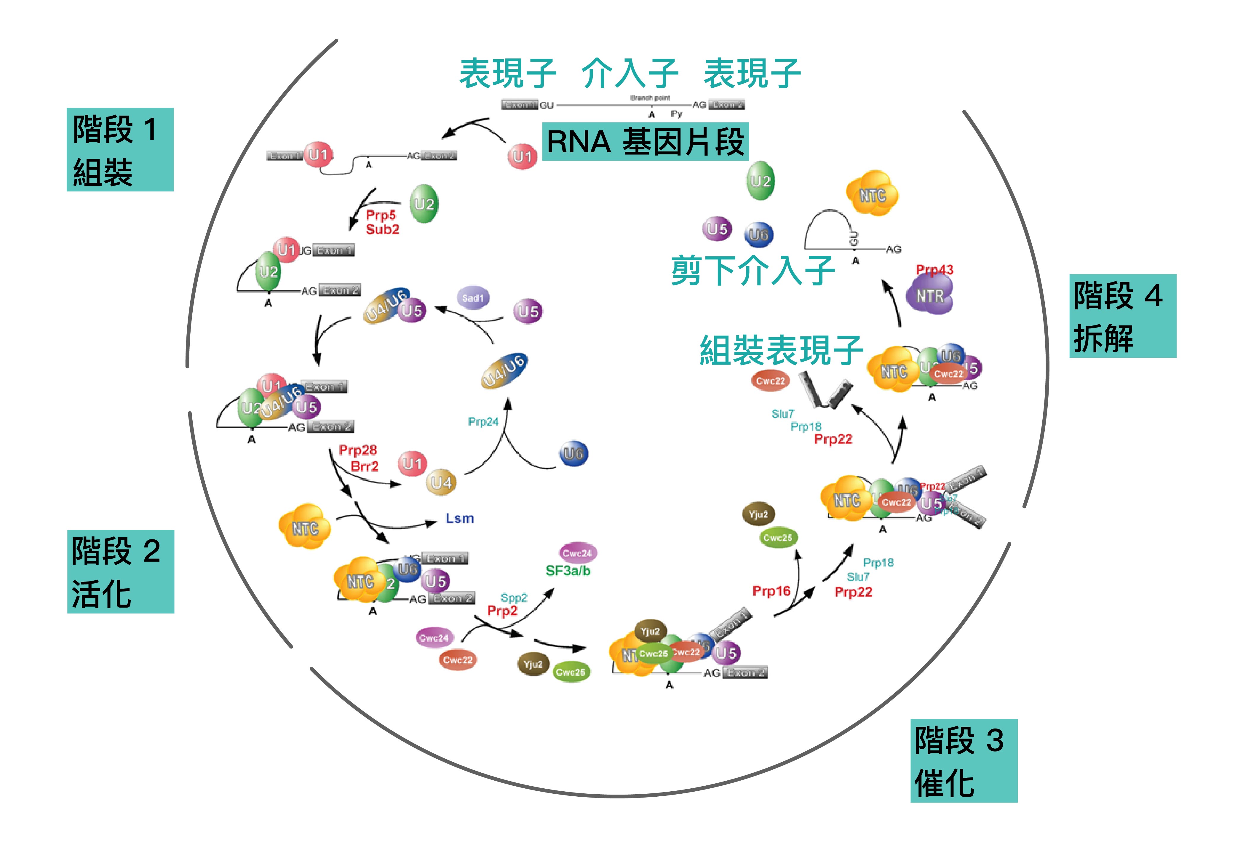 RNA 剪接路徑。圖│研之有物 (資料來源│鄭淑珍)