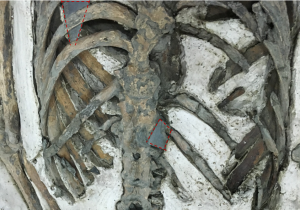 南科南關里東遺址出土，大坌坑文化時期的遺骸，背後插著頁岩箭鏃(紅色虛線標示)。圖│研之有物