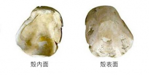 南科南關里東遺址出土，大坌坑文化時期以硨磲貝製成的勺器。圖│南科考古隊