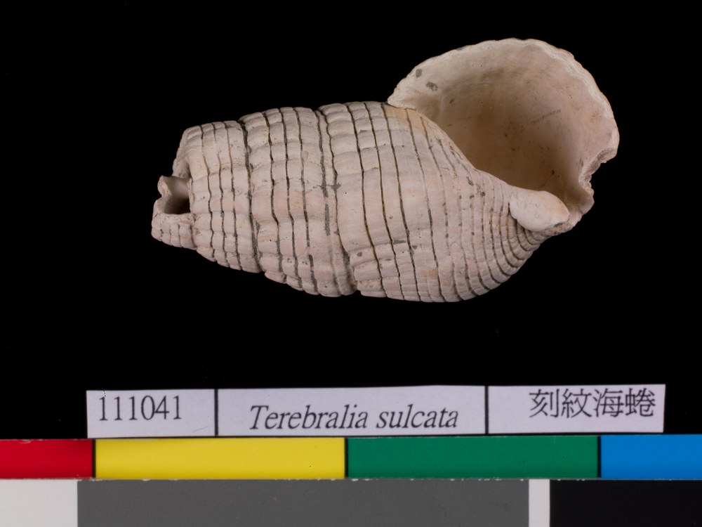 南科南關里遺址出土，累計貝殼件數最多的「刻紋海蜷」。圖│南科考古隊