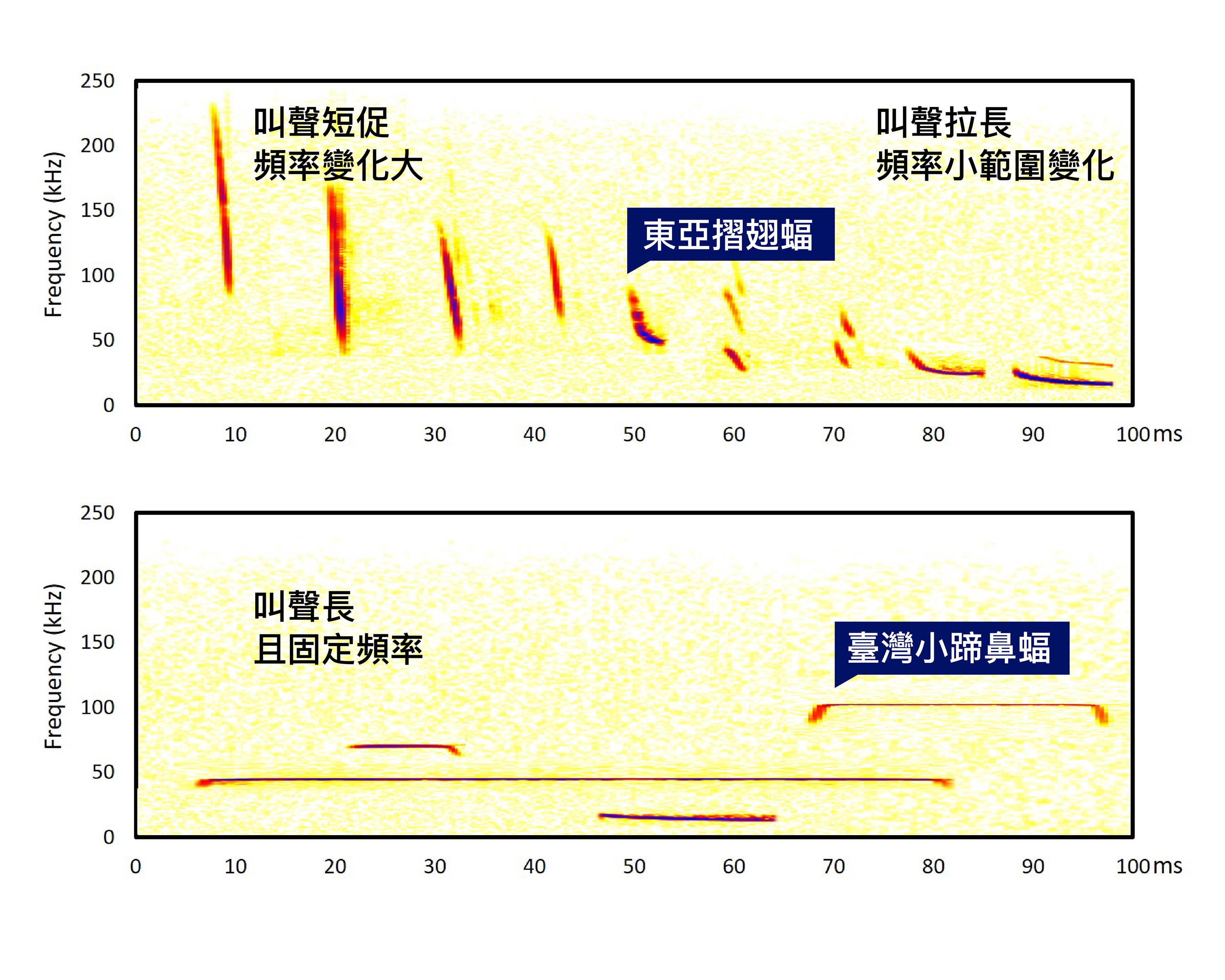 東亞摺翅蝠、臺灣小蹄鼻蝠，回聲定位發出的超音波頻率，因活動空間與生活型態而不同。圖│研之有物 (資料來源│端木茂甯、李佳紜)