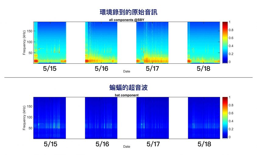 團隊錄到的原始音訊 (上方)、與 PC-NMF 分離出的蝙蝠超音波 (下方)。圖│端木茂甯