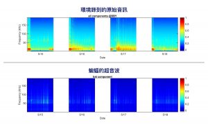 團隊錄到的原始音訊(上方)、與 PC-NMF 分離出的蝙蝠超音波(下方)。 圖片來源│端木茂甯提供