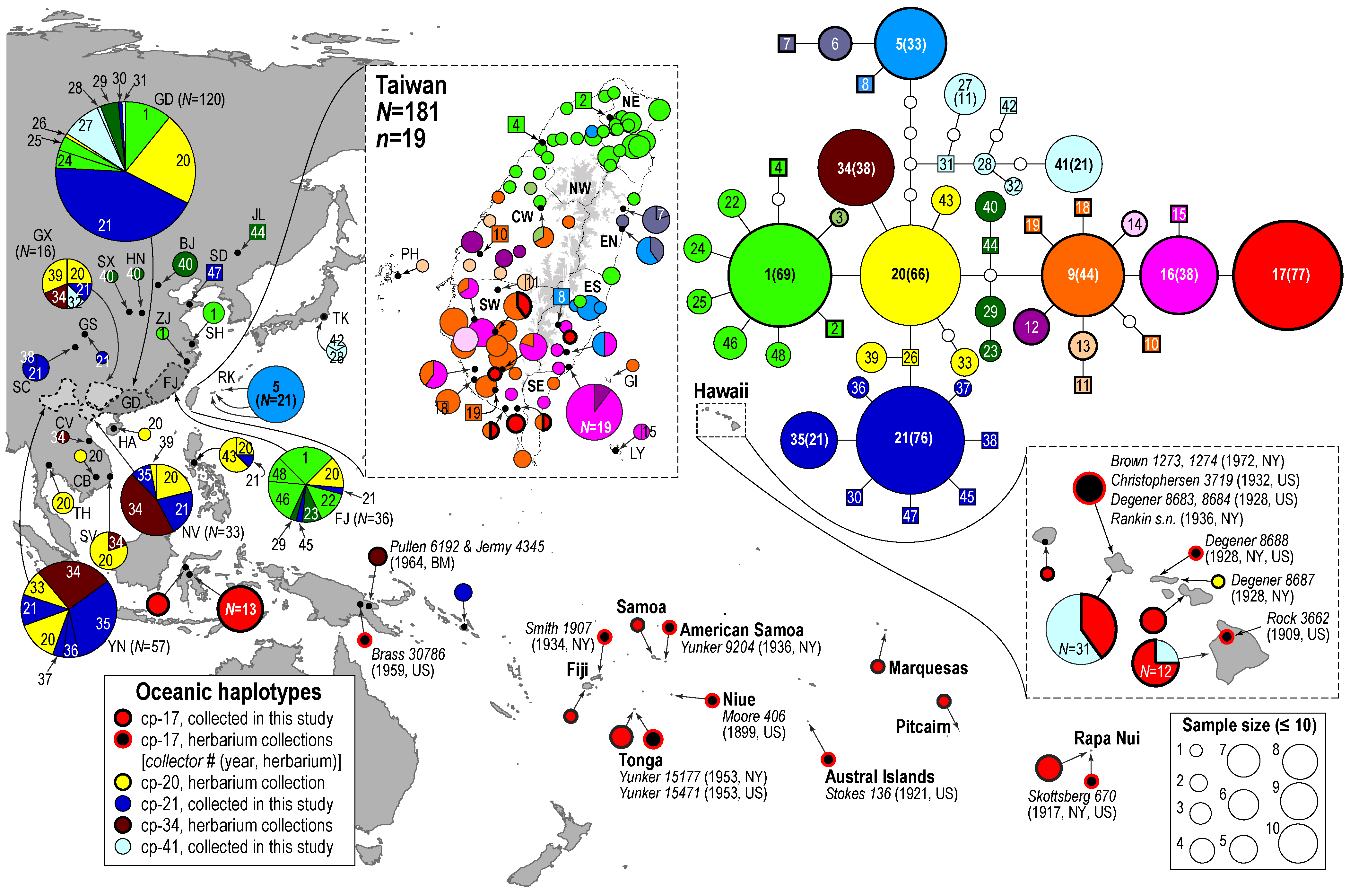 鍾國芳團隊搜集東亞與南太平洋各島嶼的構樹樣本，根據特定葉綠體基因序列分析顯示，這些構樹樣本帶有 48 種不同的單倍型。其中 CP-17 單倍型(紅色圓圈)在大洋洲佔大多數，也出現在臺灣南部。圖中右上方可看到，CP-17 由臺灣南部特有的 CP-16 (粉紅色圓圈)、CP-9 (橘色圓圈)演化而來，與臺灣北部、亞洲大陸常見的 CP-1 (綠色圓圈), CP-20 (黃色圓圈)關係較遠。圖│A holistic picture of Austronesian migrations revealed by phylogeography of Pacific paper mulberry