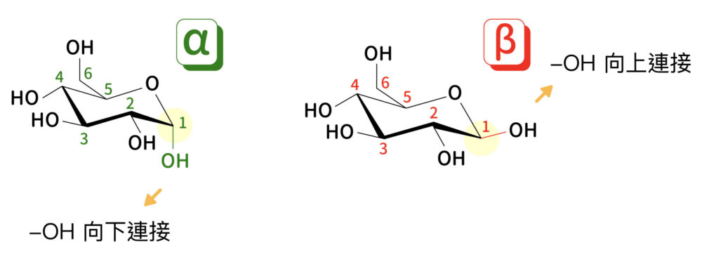 葡萄糖的首旋異構物，取決於一號碳原子上連接的 OH 官能基的角度。圖│研之有物、廖英凱(資料來源│倪其焜)