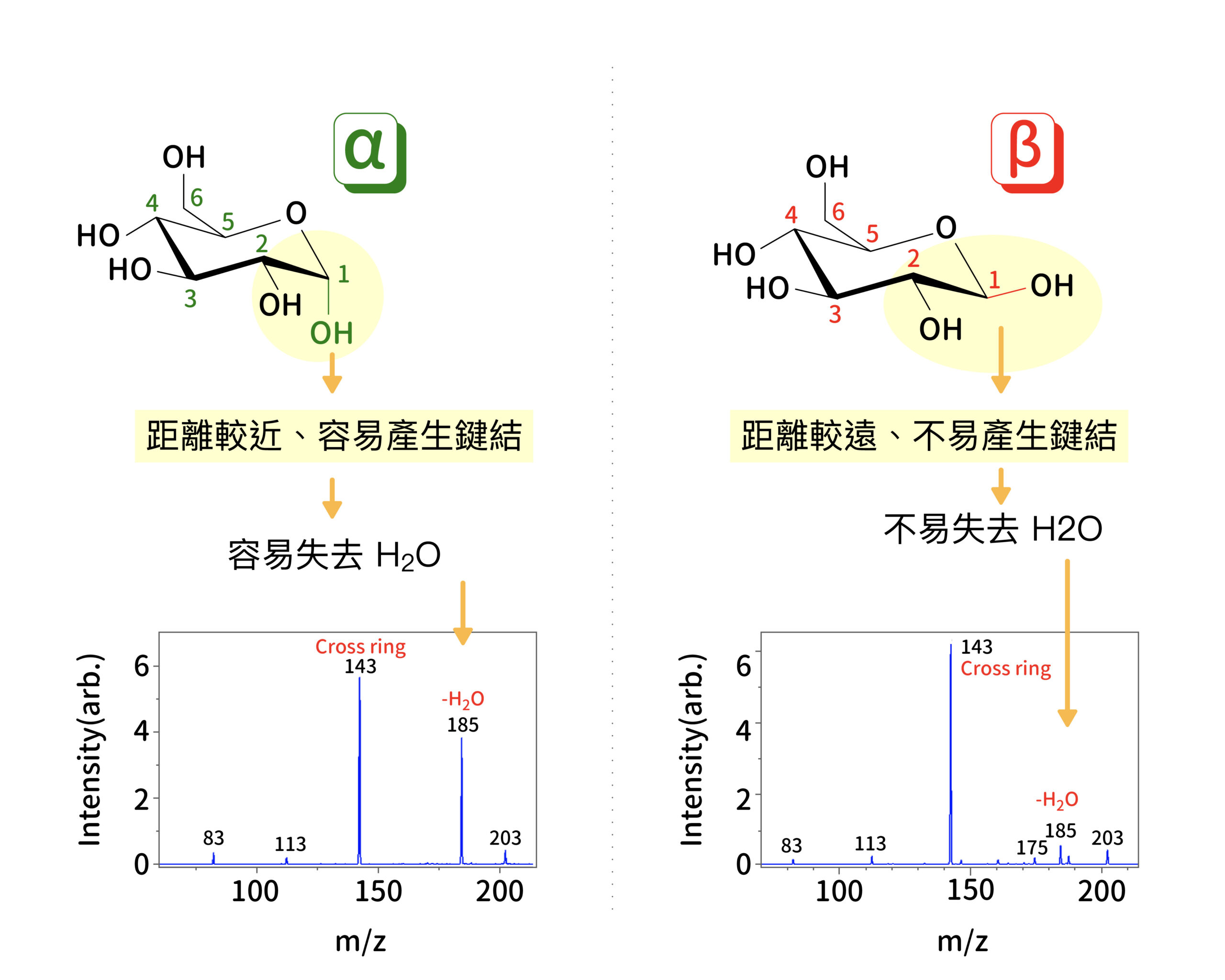 𝛂-葡萄糖與 𝛃-葡萄糖在 1 號 OH 官能基的連接角度不同，導致官能基上氫原子躍遷到 2 號官能基的能量障蔽不同，而使兩種葡萄糖分子在質譜儀中，斷裂出水分子的比例不一樣。在質譜圖中，可看出 𝛂-葡萄糖在減少一個水分子的質荷比 185 處訊號強度，明顯高於 𝛃-葡萄糖。圖│研之有物、廖英凱（資料來源│Ni et al. Phys. Chem. Chem. Phys., 2017, 19, 15454）