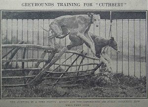 靈緹犬的身形瘦長，輕輕一躍，就優雅地跳過障礙。 資料來源│North China Daily News, 28 May 1928, p.12