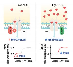 (左圖) 當環境中硝酸鹽濃度較低時，CHL1 會因磷酸化，而成為高親和性的轉運蛋白。(右圖) 當硝酸鹽濃度較高時，CHL1則被去磷酸化，以轉換成低親和性的轉運蛋白。圖│K.-H. Liu and Y.-F. Tsay*. (2003) Switching between the two action modes of the dual-affinity nitrate transporter CHL1 by phosphorylation.EMBO J.22:1005-1013.