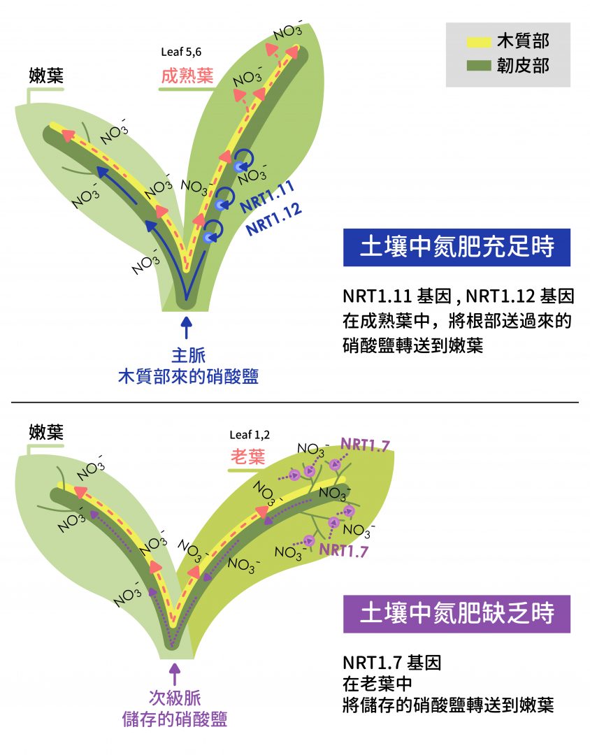 阿拉伯芥中，調控硝酸鹽吸收的基因 NRT1.11, NRT1.12 和 NRT1.7 ，透過不同路徑養護嫩葉。圖│Ya-Yun Wang∗, Yu-Hsuan Cheng∗, Kuo-En Chen and Yi-Fang Tsay (2018) Nitrate Transport, Signaling, and Use Efficiency. Annu. Rev. Plant Biol. 69:27.1–27.38.、S.-C. Fan, C.-S. Lin, P.-K. Hsu, S.-H. Lin, and Y.-F. Tsay* (2009) The Arabidopsis Nitrate Transporter NRT1.7, Expressed in Phloem, Is Responsible for Source-to-Sink Remobilization of Nitrate. Plant Cell 21: 2750–2761.