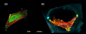 二維培養皿、三維細胞鷹架培養的細胞影像。紅色部分是肌動蛋白 (F-actin)，綠色部分是沾黏的纖維組織 (Paxillins)。在二維環境中，細胞呈現平行發展；在三維環境中，細胞長成立體結構。資料來源│林耿慧